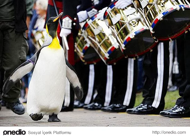 Norveç bir penguene şövalye nişanı verdi