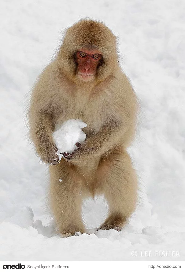 Japon şebek maymunları eğlence için kar topu yaparlar