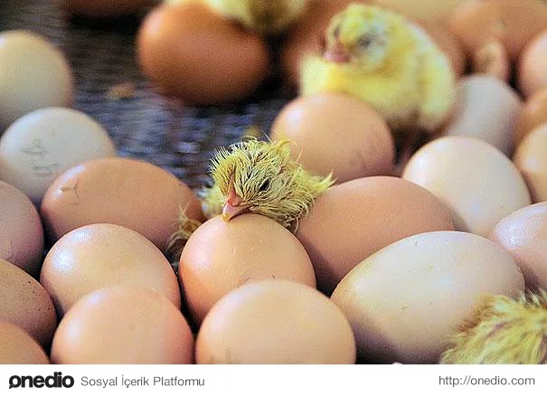 Civcivler yumurtadan çıkmadan önce birbirleriyle ve anneleriyle bir ses sistemi kullanarak iletişim kurabilirler