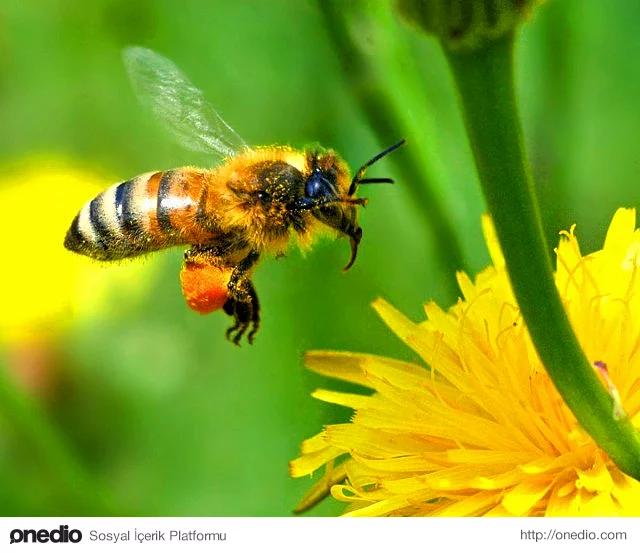 Arıların başlarının üzerinde 3 küçük, ön tarafta ise 2 büyük olmak üzere toplam 5 gözleri bulunuyor.
