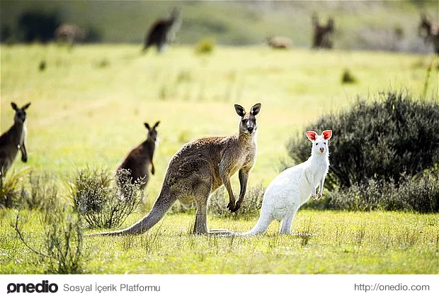 Bir kanguru grubu İngilizce'de 'mob' yani 'çete' olarak adlandırılır.