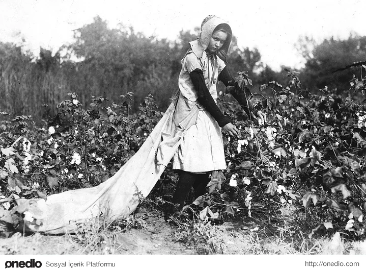 Oklahoma'da pamuk tarlasında çalışan 11 yaşındaki Callie Campbell. (1916)