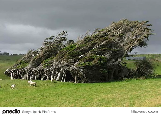 8. Sürekli aynı yönde esen rüzgar Yeni Zelanda'daki bu ağaç kümesinin büyüme yönünü de etkilemiş.