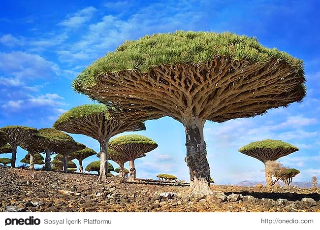 18. Yemen'de bulunan ''ejderha kanı ağacı''
